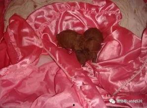 出生到成人的过程视频,成长历程的精彩瞬间