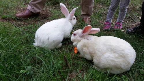 兔子成人会咬人么视频