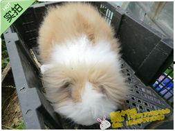 兔子成人会咬人么视频